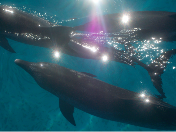 Bimini wild dolphins swim