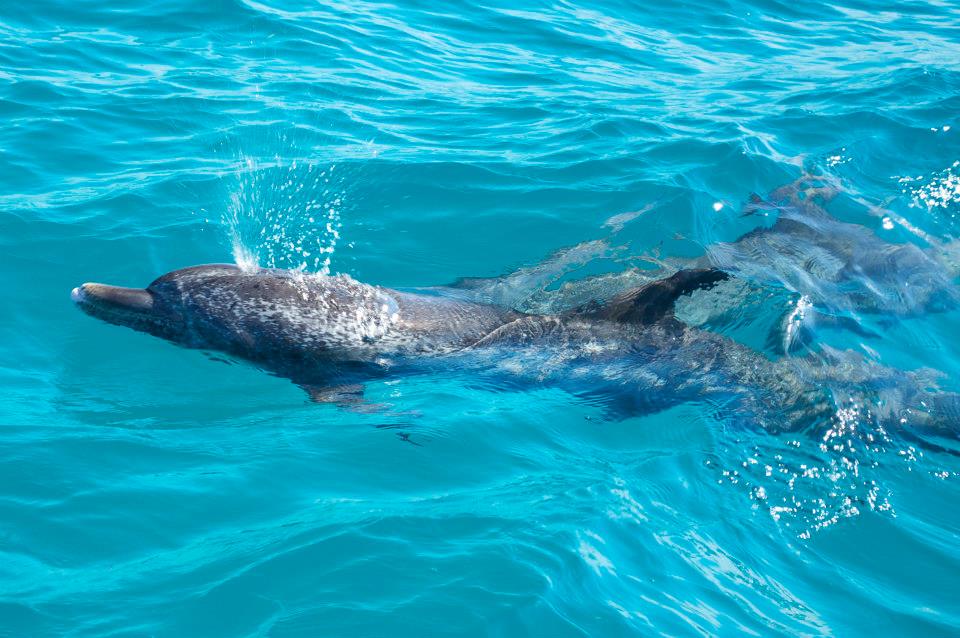 Bimini Dolphin