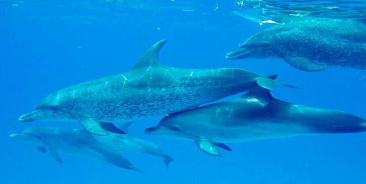 Wild dolphin pod - Rebecca Quave